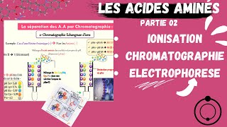 📣Acides Aminés  Ionisation Electrophorèse Chromatographie CHROMATOGRAPHYAMINOACIDS [upl. by Hodgkinson925]