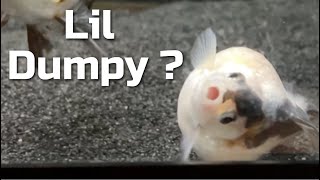 Who is Lil Dumpy [upl. by Wilmette]