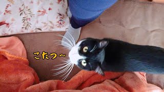 こたつに入りたい猫が可愛い行動に…笑 [upl. by Georgetta]