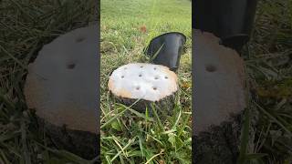 The Easiest Way To Remove a Tree Stump shorts stumpgrinding satisfying [upl. by Aiderfla797]