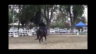 Western Dressage Intro Test 3 [upl. by Gilletta287]