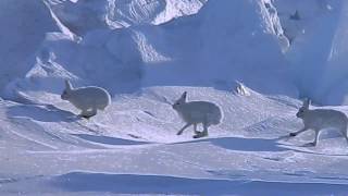 Arctic Hare Crossed Over Sea Ice [upl. by Noir]