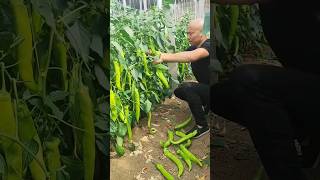 How To Growing China Big Mirch Part 2 🌶️👀 Enjoy The World Chinese New Fruits [upl. by Zapot]