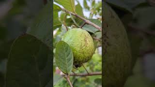 Roof gardening roofgardening guava greenvegetable nature naturalattractions [upl. by Zweig]