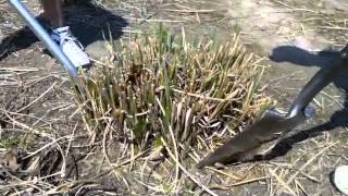 How to dig and divide ornamental grasses  Tip from Alwerdts Gardens in Altamont Illinois [upl. by Isaac961]