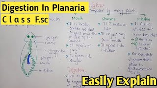 Digestion In Planaria  Digestive System Of Planaria  Class 11 Biology [upl. by Crofoot511]