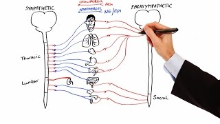 Autonomic Nervous System  Neurology  Neuroanatomy  Part 1🧠 [upl. by Lloyd854]