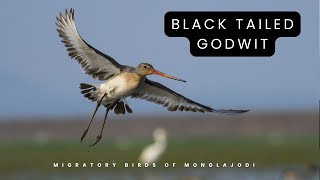 Black Tailed Godwit I Identification I Information I English [upl. by Enneicul144]