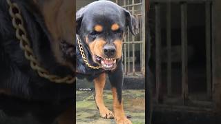 Dog barking at people rottweiler angrypuppy cuteanimal pets angrydog cutepet funny angrypets [upl. by Akirdnuhs]