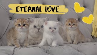 British shorthair cat Apollo and his adorable kittens [upl. by Harli]