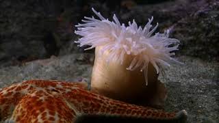 Cnidarians  Anemone Swims Away from Sea Star [upl. by Pettiford]