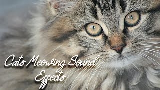 Cats Meowing Sound Effects [upl. by Westhead285]