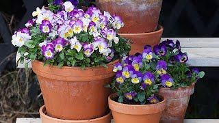 Repotting heartsease pansy Johnnyjumpup Viola tricolor Stemorblomst [upl. by Dimitris]