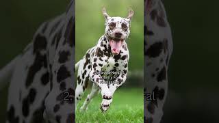 Everything You Need to Know About Dalmatians [upl. by Boone832]