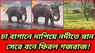 চা বাগানে দাপিয়ে নদীতে স্নান সেরে বনে ফিরল গজরাজ [upl. by Conte]