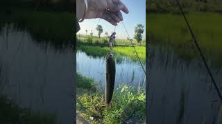 vlog2024 fishing fihing fhis fhish vlog fish fshing [upl. by Dorehs]