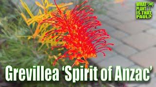 Grevillea ‘Spirit of Anzac’  Lowmaintenance  STUNNING FLOWERS [upl. by Seana]