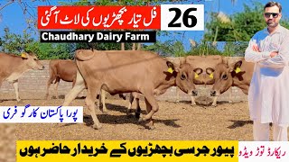 Chodhary Dairy Farm  Top Class Pure Jersey Heifers For Sale in Punjab  All Pakistan Delivery Free [upl. by Oremodlab887]