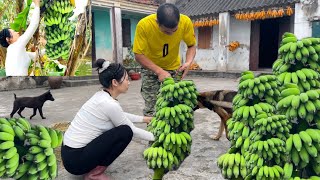 10 days Harvest guava chili corn and bananas in the garden [upl. by Lovich]