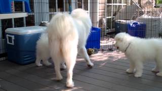 Samoyed Mom Playing With Puppies [upl. by Acirdna432]