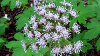 palmate coltsfoot  Petasites palmatus Identification and characteristics [upl. by Kcirdneked]