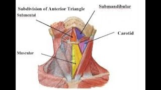 Submental Triangle amp its Contents [upl. by Tucky]