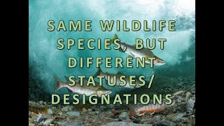 Same Wildlife Species but Different Statuses Designations [upl. by Bevan]