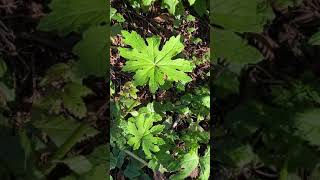 Western Coltsfoot Petasites palmatus var frigidus [upl. by Bahner]