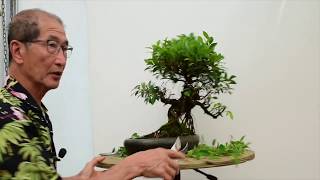 How to care for Ficus Bonsai [upl. by Epul]