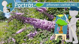 🌳🖼️ Porträt 08  🦋 Schmetterlings bzw 🕶 Sommerflieder Buddleja davidii  BaumSteckbrief [upl. by Enylorac427]