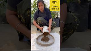 How to Grow Juicy Tomatoes at Home in a Pot – Easy Guide for Beginners rooftopgardening tomato [upl. by Orji]