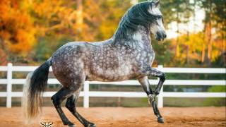 Tormento del Coqui  Paso Fino Stallion [upl. by Hannasus]