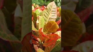 Colorfully 🍃 🍂 🍁 video shortvideo  music love live lyrics shortvideo [upl. by Akedijn]