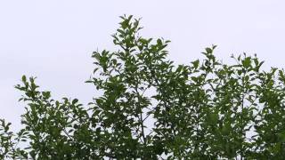 Warbling Vireo Song [upl. by Annah]