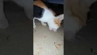 Hungry homeless cat cat kucat catlover kucingtermahal cute hewankucing simeong pets funny [upl. by Indyc899]