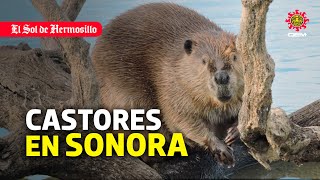 La importancia de los castores para los ecosistemas de Sonora [upl. by Dyal]