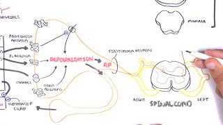 Pharmacology  Nonsteroidal AntiInflammatory Drugs NSAIDs [upl. by Burbank]