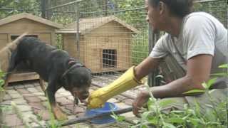 Bite Gloves Testing with a food aggressive Rottweiler  Dog Training in Queens NY and Cebu PH [upl. by Granny]