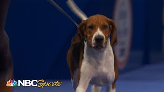 National Dog Show 2022 Best in Show Full Judging  NBC Sports [upl. by Gerbold]