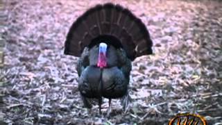 Illinois Turkey Hunting Jeff Evans Takes Down a Longbeard [upl. by Devehcoy32]