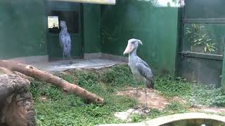 Shoebill stork sounds  Predator birds noise [upl. by Ahsaya]