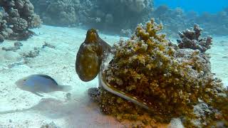 Day Octopus Octopus cyanea spectacular change in coloration  Mangrove Bay Egypt 5122023 [upl. by Roban]