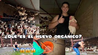 Huevos Orgánicos VS Huevos normales🥚 [upl. by Ahsie]