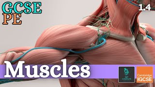 GCSE PE  MUSCLES  Anatomy and Physiology Skeletal and Muscular System  14 [upl. by Selig]