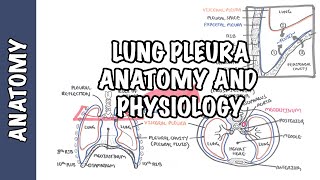 Lung Pleura  Clinical Anatomy and Physiology [upl. by Resor408]