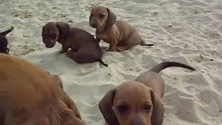 kaninchen teckel pups op het strand clip 3 [upl. by Emolas333]