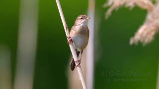 Savis Warbler Call birds birdsounds [upl. by Ainerbas443]