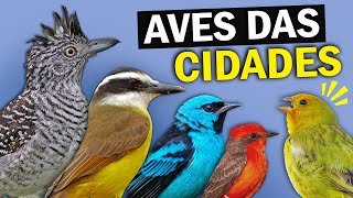 AVES URBANAS Conheça os PÁSSAROS que VIVEM NAS CIDADES  Aves comuns nos parques e praças [upl. by Denver]