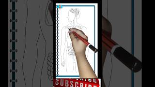 human body internal structure  how to draw internal structure of human body neet [upl. by Marlin]