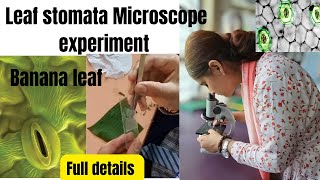 Leaf stomata Microscope experiment  monocot leaf  banana leaf  beautiful results all steps [upl. by Lyrrad]